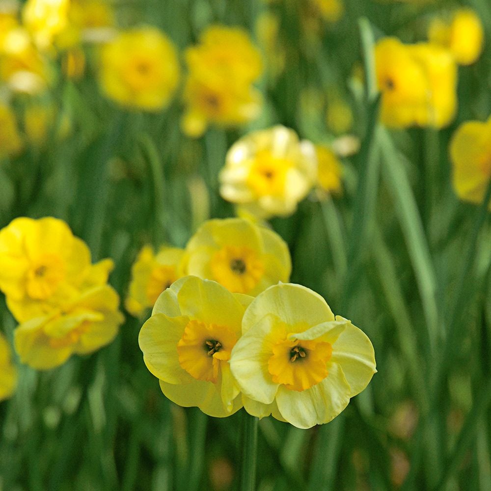 Awardwinning Miniature Daffodils White Flower Farm