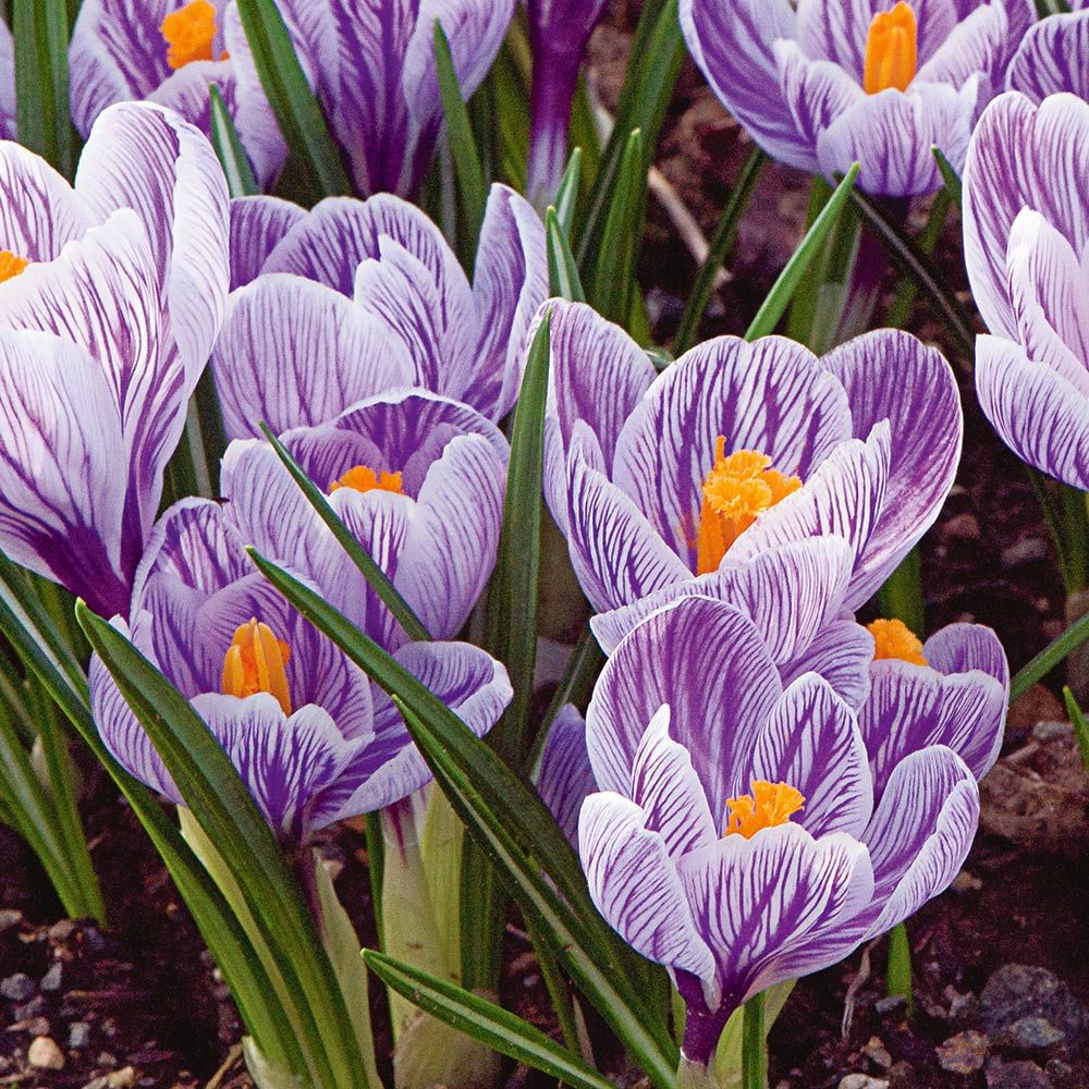 Route 63 Crocus Mix | White Flower Farm