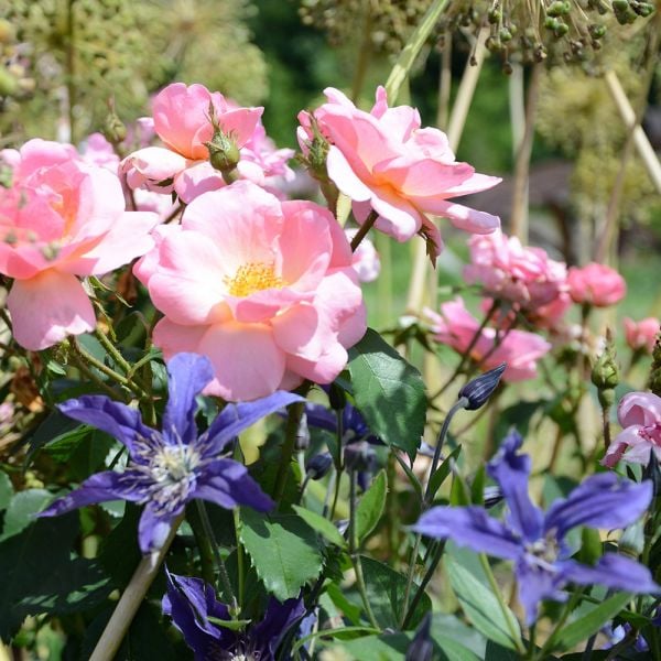 Rose Peachy Knock Out® White Flower Farm