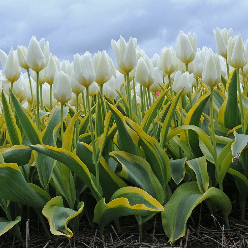 Tulip 'Purissima Blonde'