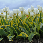  Tulip 'Purissima Blonde'
