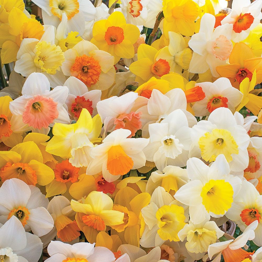 Weatherproof Large-Cupped Daffodil Mix