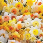  Weatherproof Large-Cupped Daffodil Mix