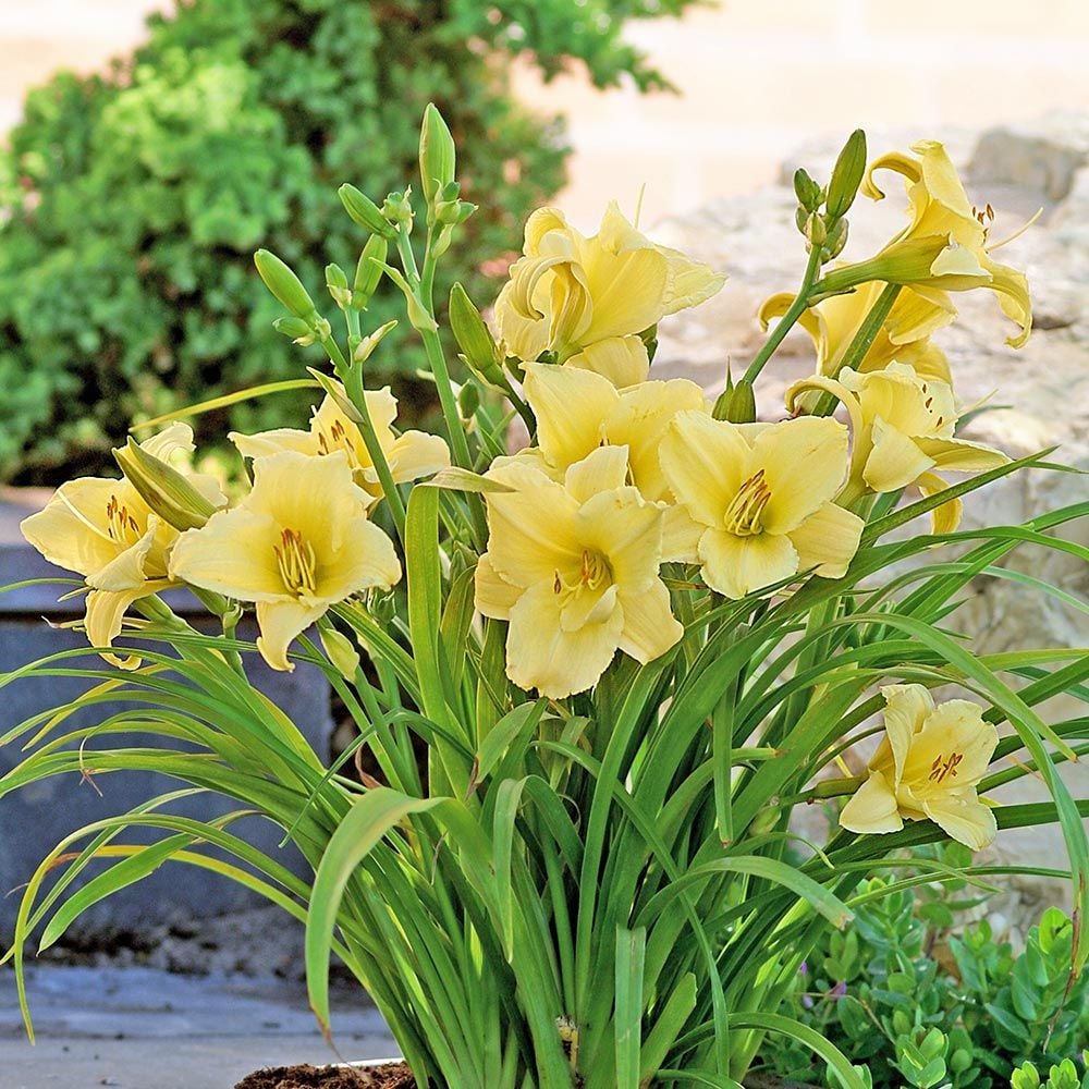 Hemerocallis  (Daylily) 'Fragrant Returns' - Reblooming