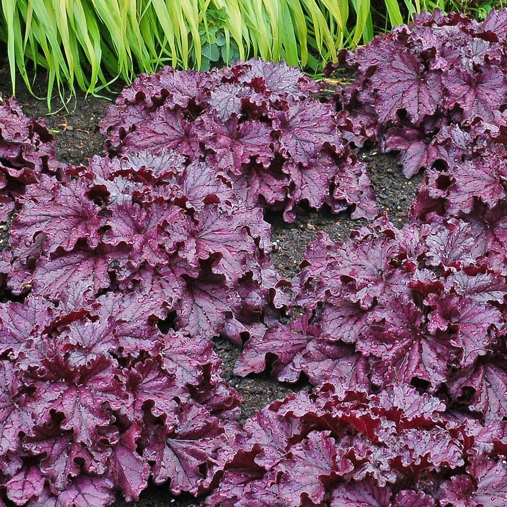 Heuchera 'Forever Purple'