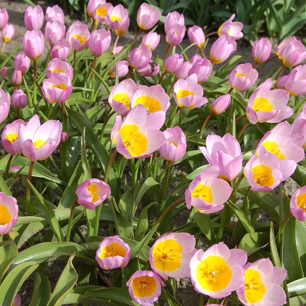 Tulip bakeri Lilac Wonder White Flower Farm