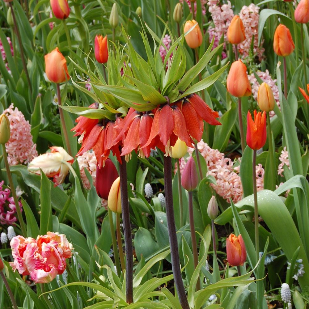 Fritillaria imperialis 'Rubra Maxima'