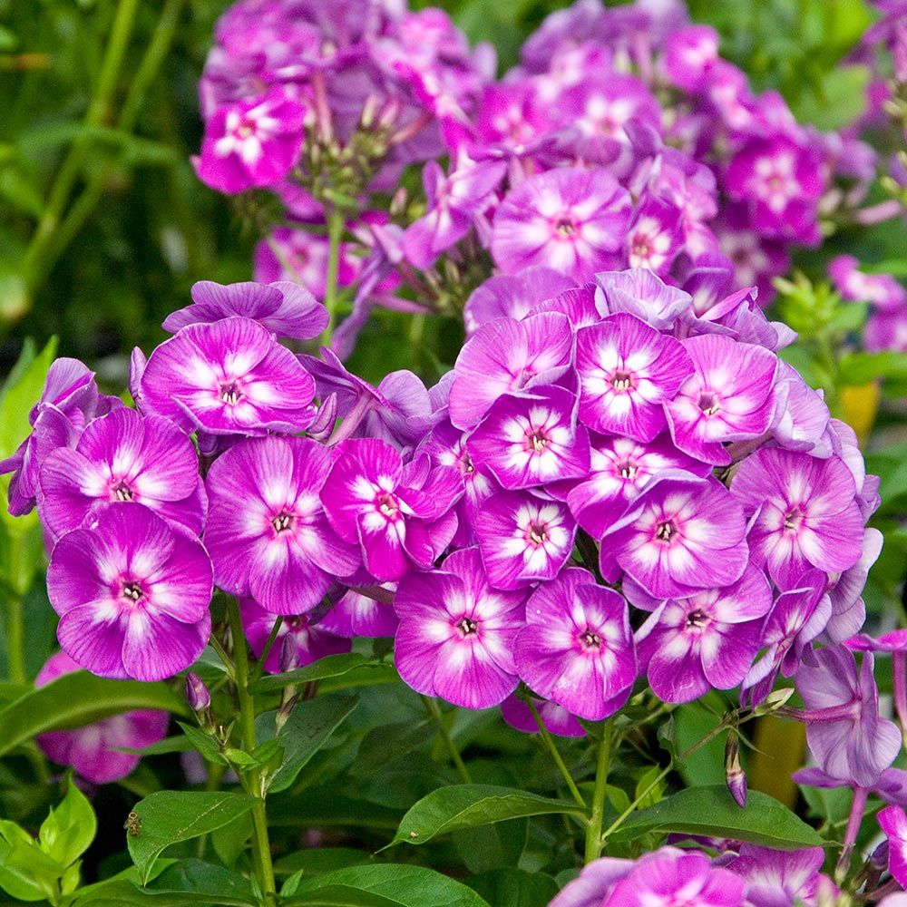 Pollinator Garden for Sun White Flower Farm
