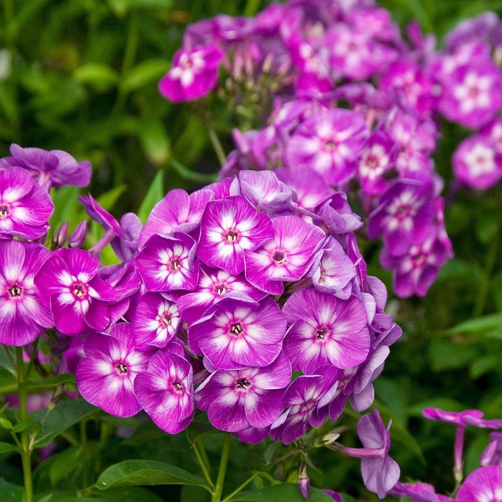 Phlox paniculata 'Laura'