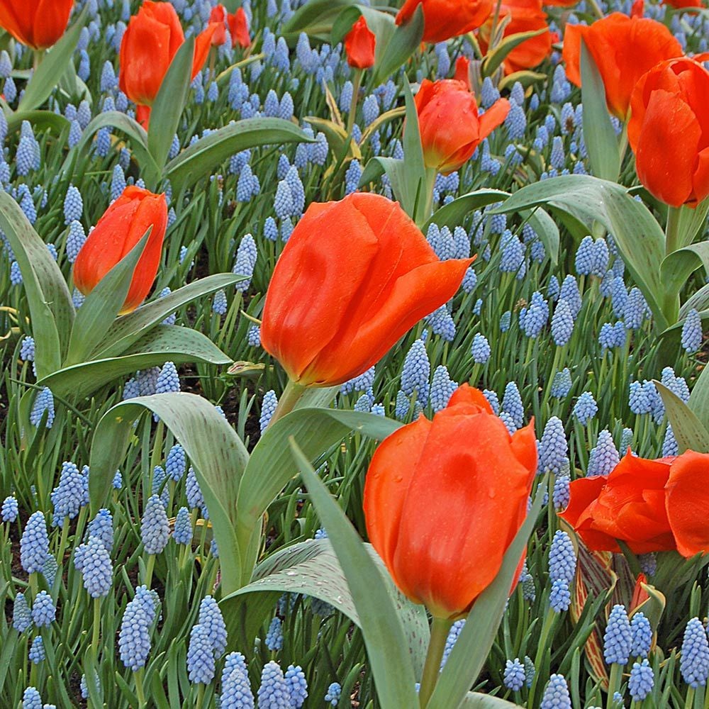 Tulip 'Giant Orange Sunrise'