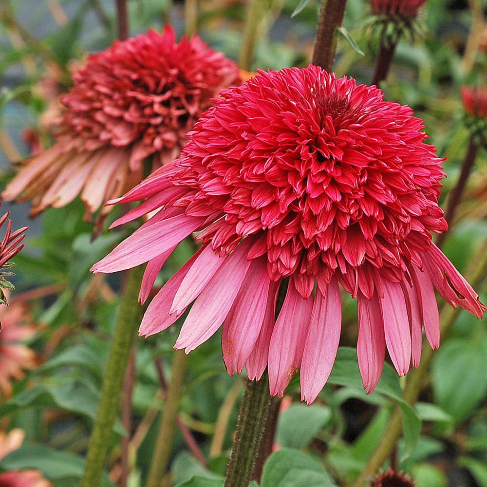 Echinacea Supreme™ 'Elegance'