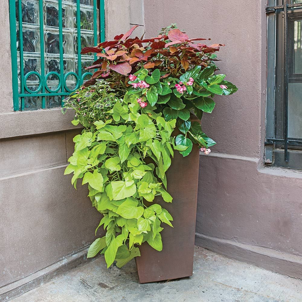 Hummingbird Container Garden White Flower Farm