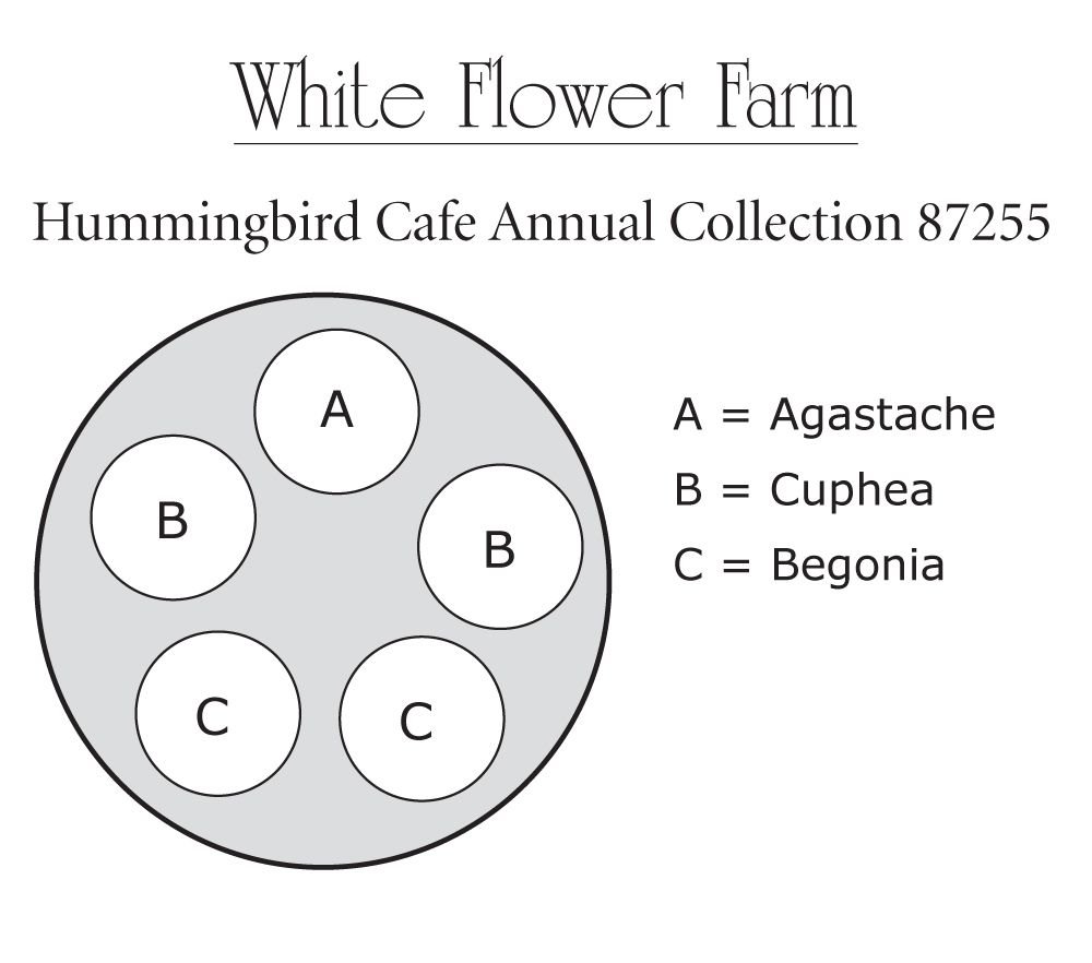 Hummingbird Café Annual Collection White Flower Farm