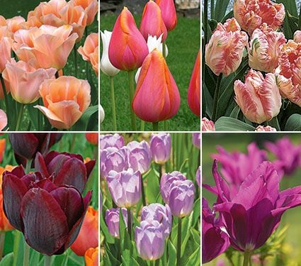 Long-Season Multicolor Tulip Cutting Garden