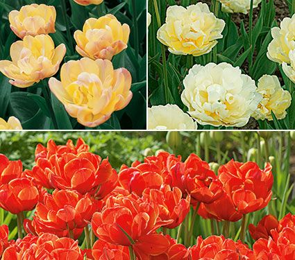 Long-Season Double Tulip Cutting Garden