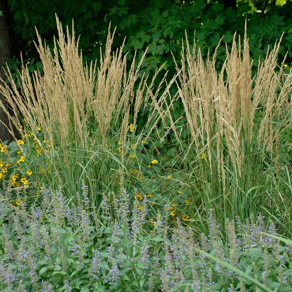 Ornamental Grass Calamagrostis x acutiflora 'Karl Foerster'