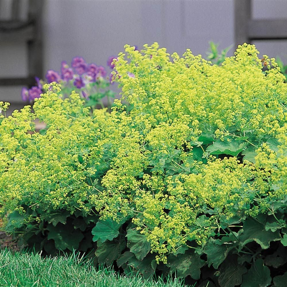 Alchemilla mollis