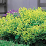  Alchemilla mollis