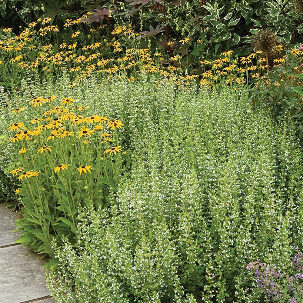 Calamintha nepeta subsp. nepeta White Flower Farm