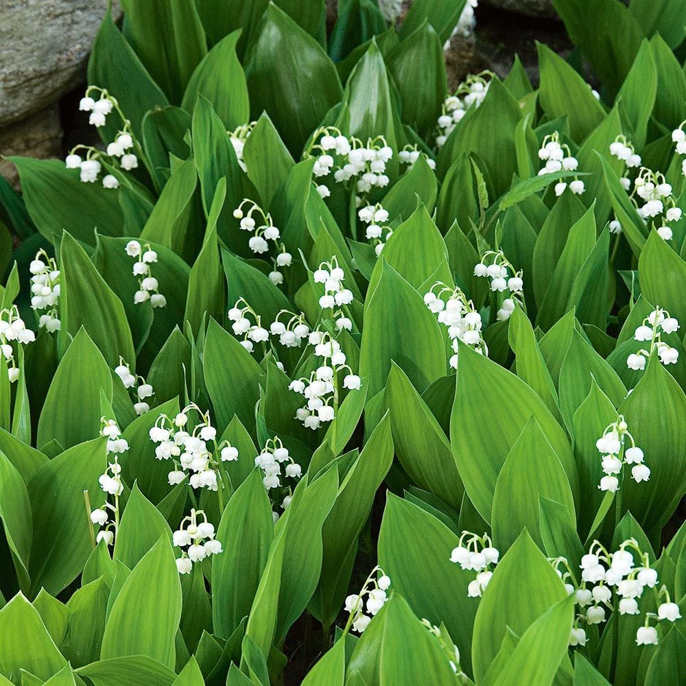 Lily of the Valley  Perennials – Great Garden Plants