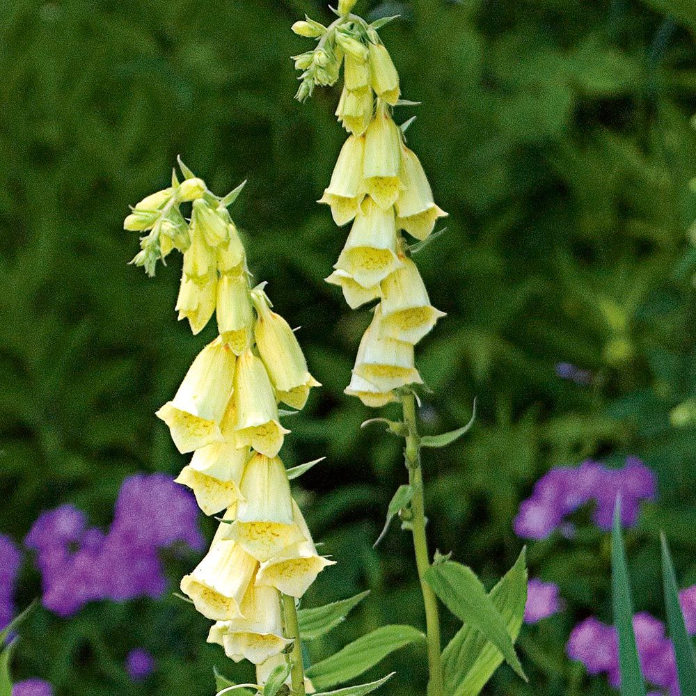 Digitalis grandiflora White Flower Farm