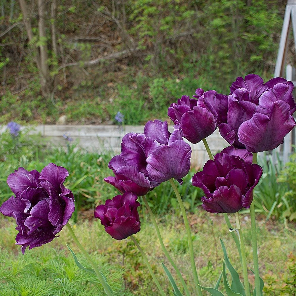 Tulip Victoria S Secret White Flower Farm