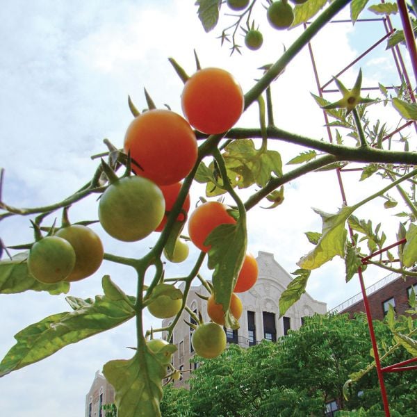 Tomato 'Sungold' White Flower Farm