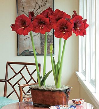 Amaryllis 'Royal Velvet'