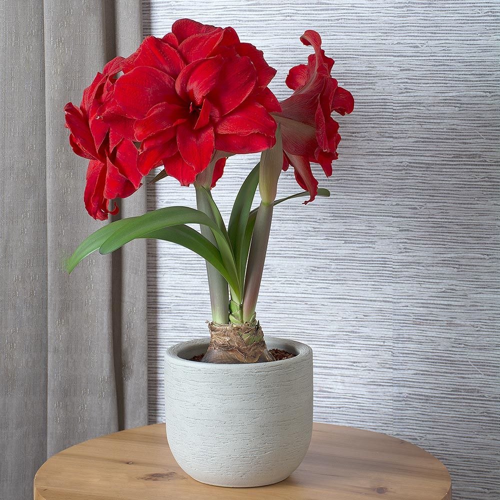 Amaryllis Amarantia  White Flower Farm