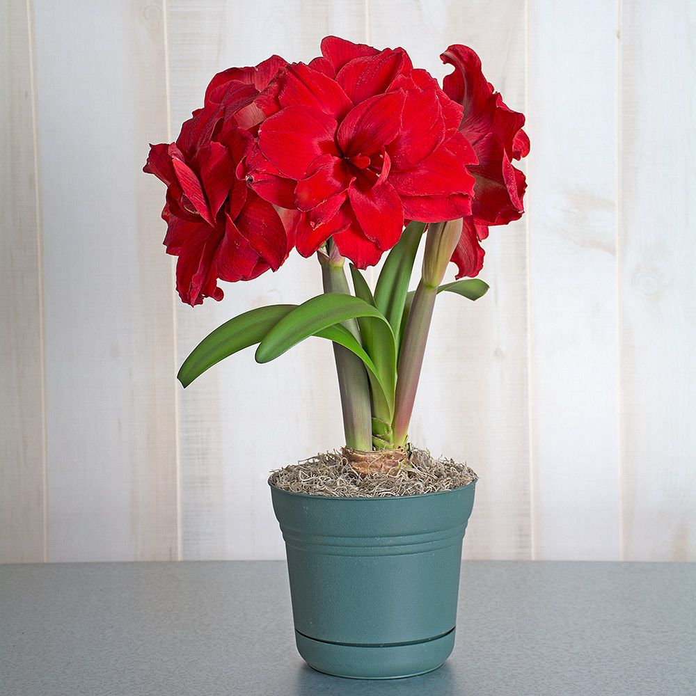 Amaryllis 'Amarantia' | White Flower Farm