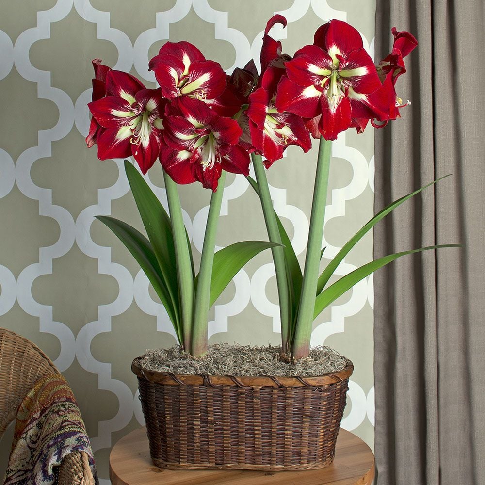 Amaryllis Barbados White Flower Farm