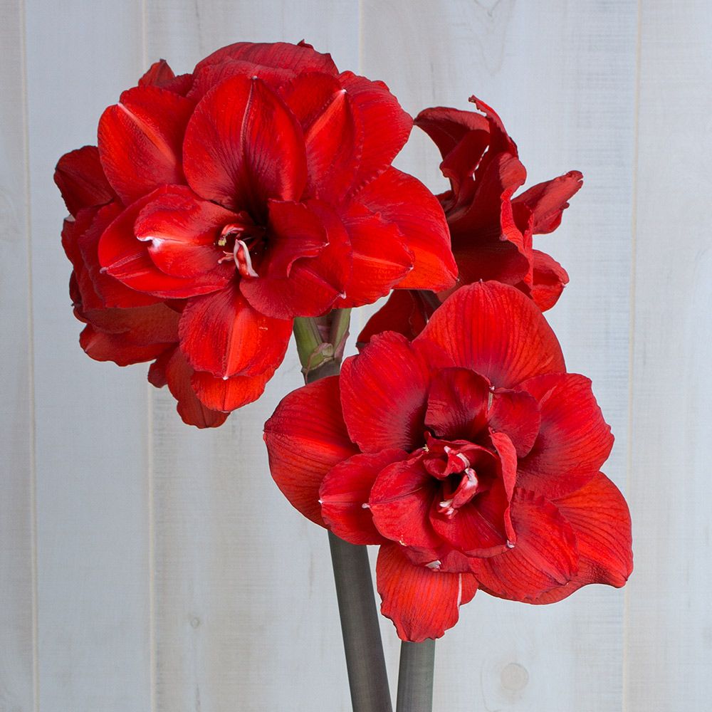 Amaryllis Double Dragon White Flower Farm