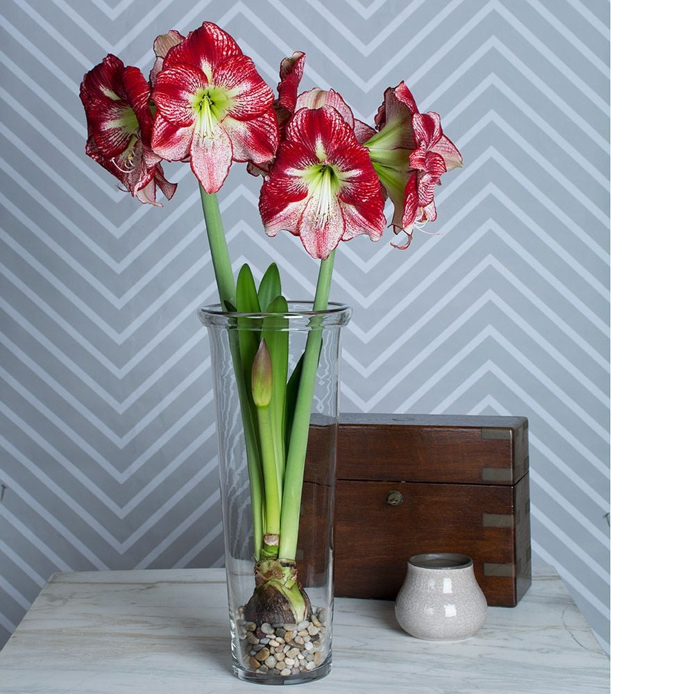 Amaryllis Flamenco Queen White Flower Farm