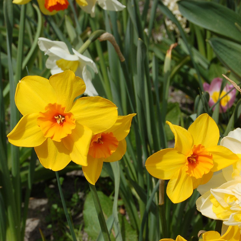 Narcissus 'Pappy George'