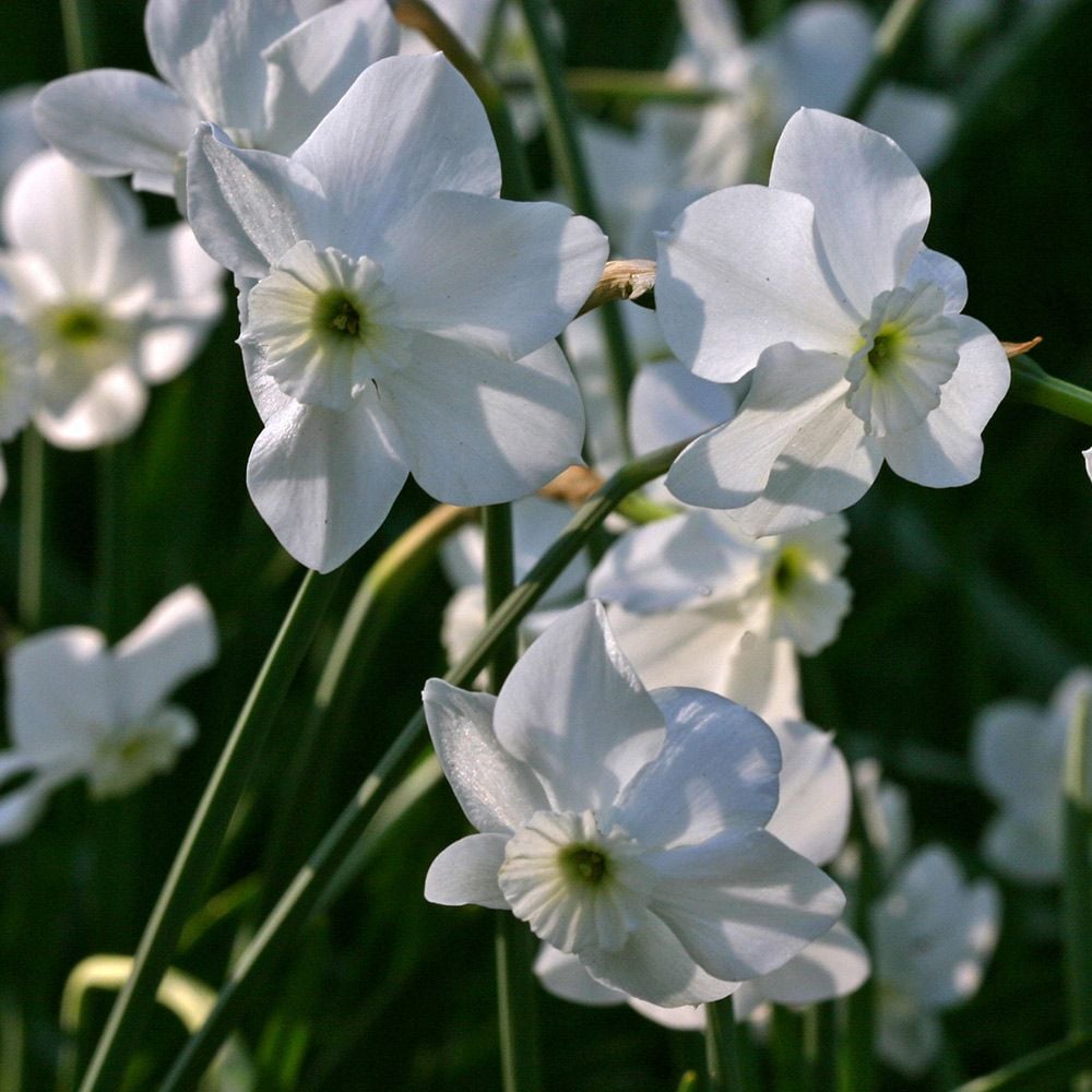 Narcissus 'Xit' | White Flower Farm
