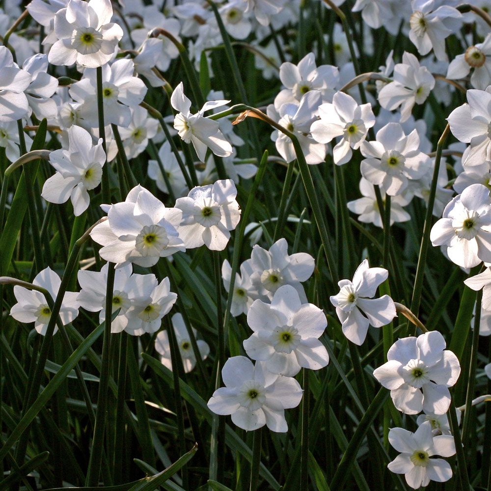 Narcissus Xit White Flower Farm