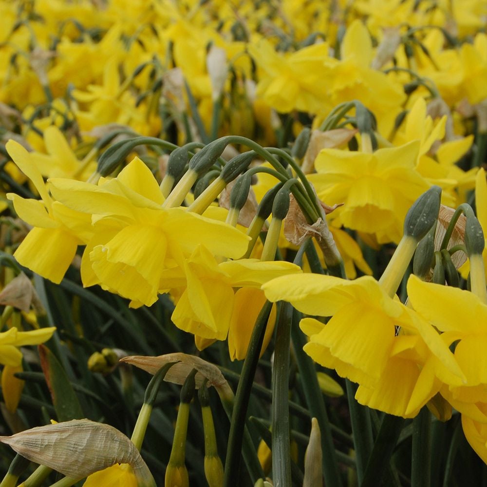 Narcissus 'Yellow Ocean'