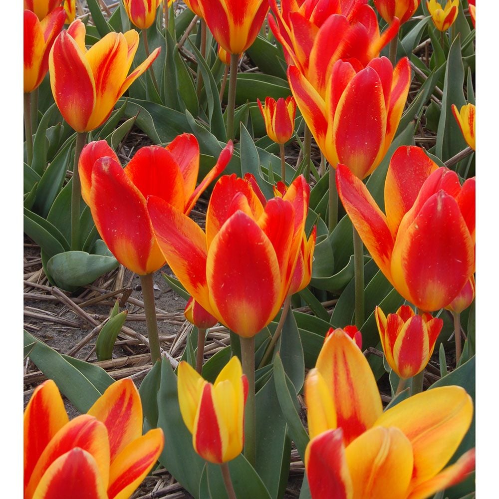 Tulip tschimganica Spanish Flag White Flower Farm