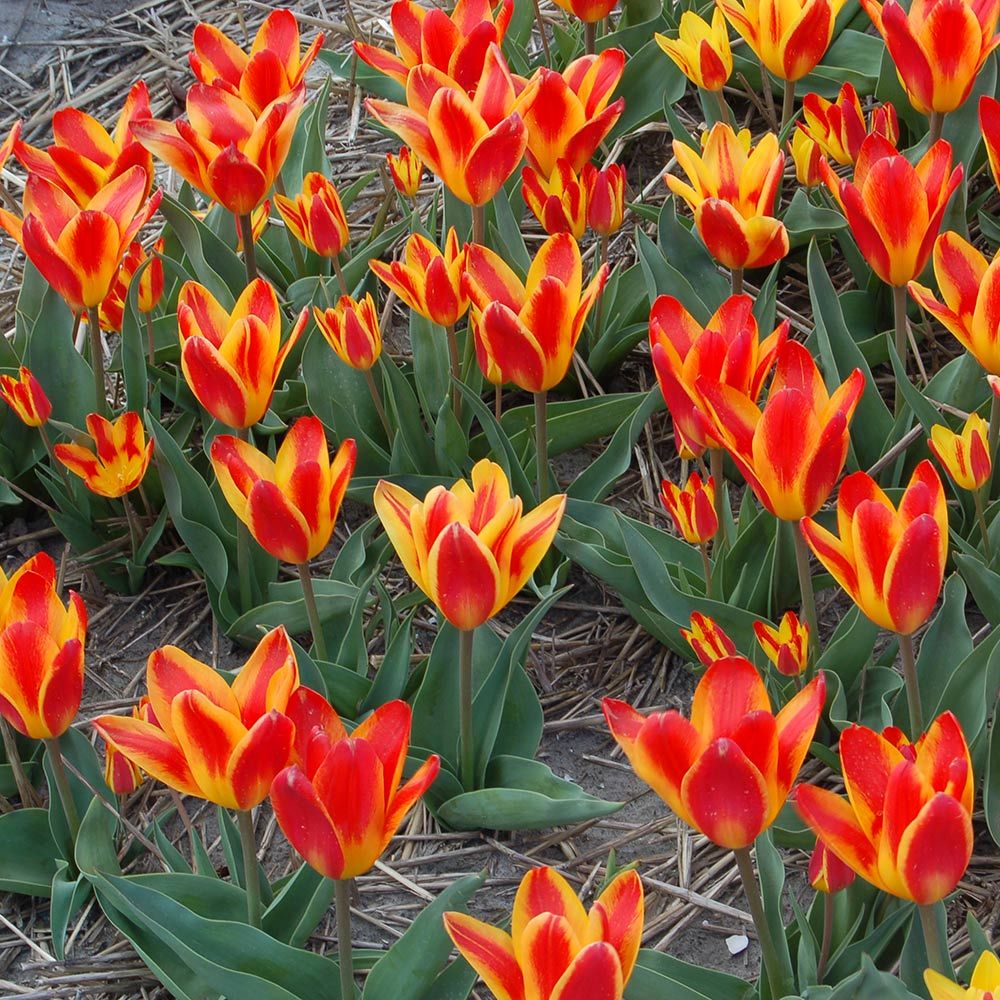 Tulip tschimganica Spanish Flag White Flower Farm