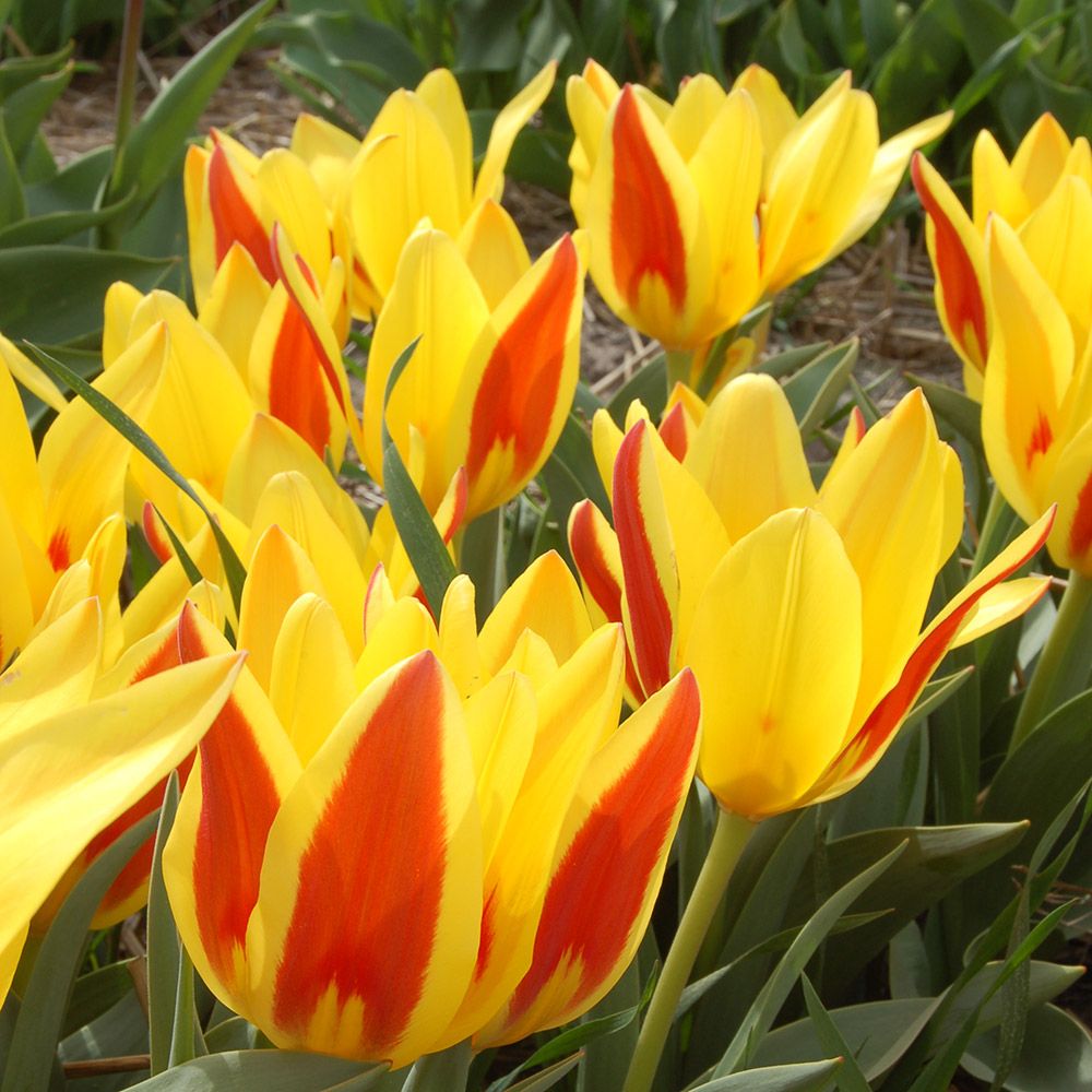 Tulip tschimganica