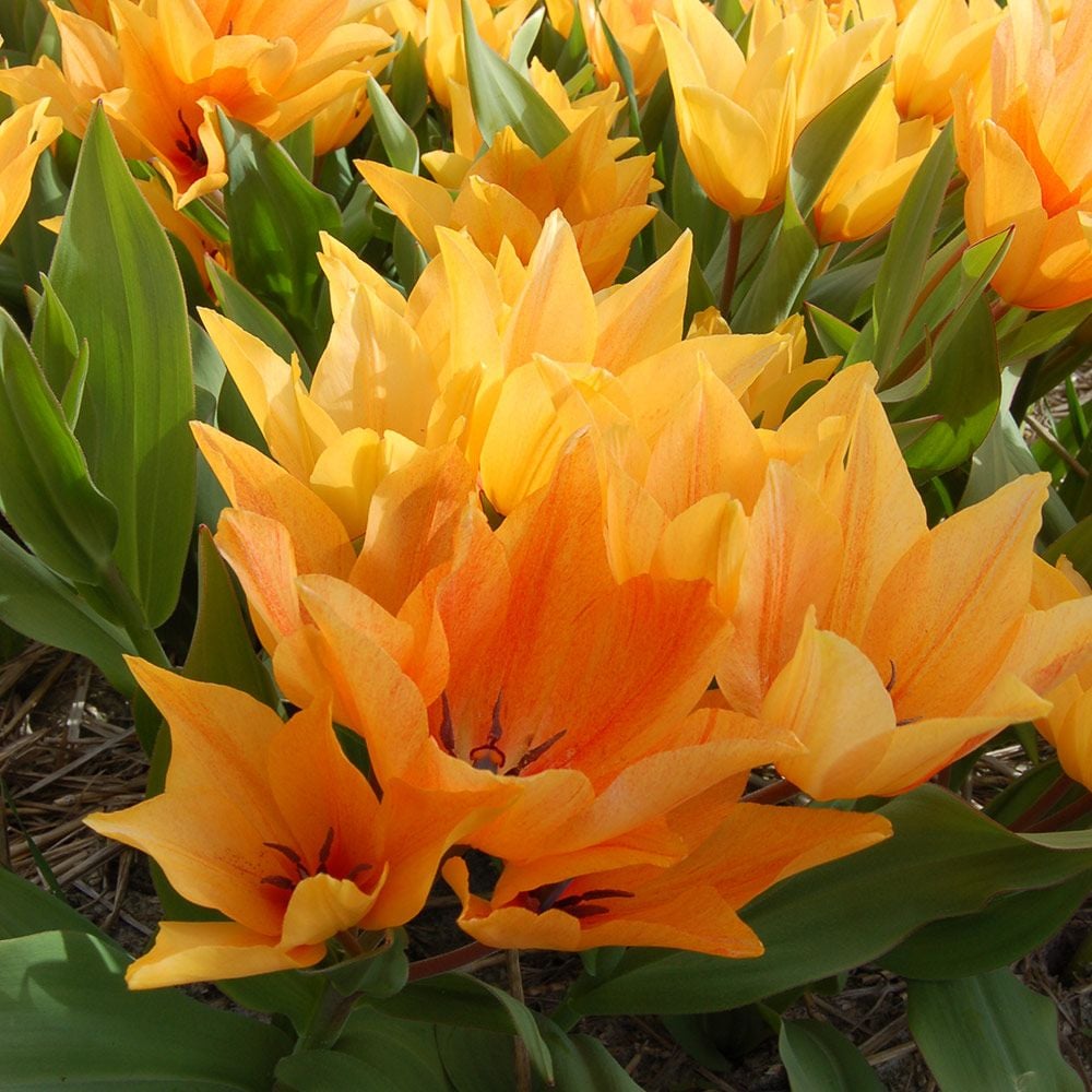 Tulip praestans 'Shogun'