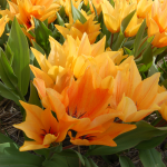  Tulip praestans 'Shogun'