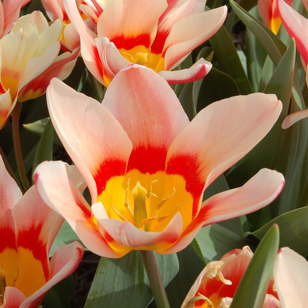 Tulip 'Analita'