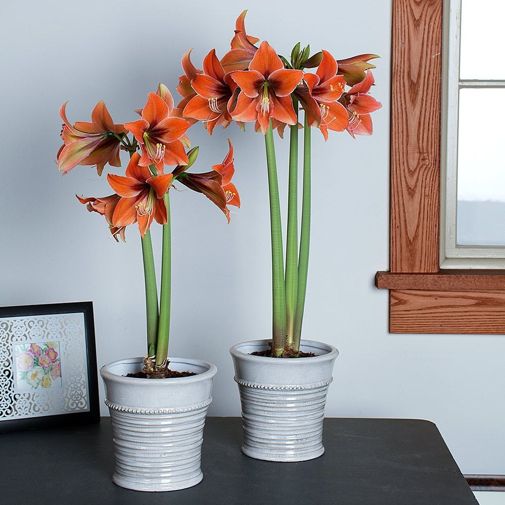 Amaryllis 'Tierra Mystica'