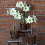  White Amaryllis - Standard Shipping Included