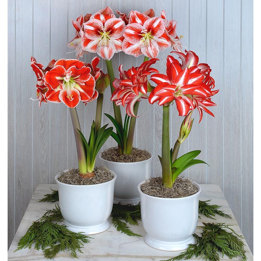 Amaryllis Candy Stripe Trio | White Flower Farm