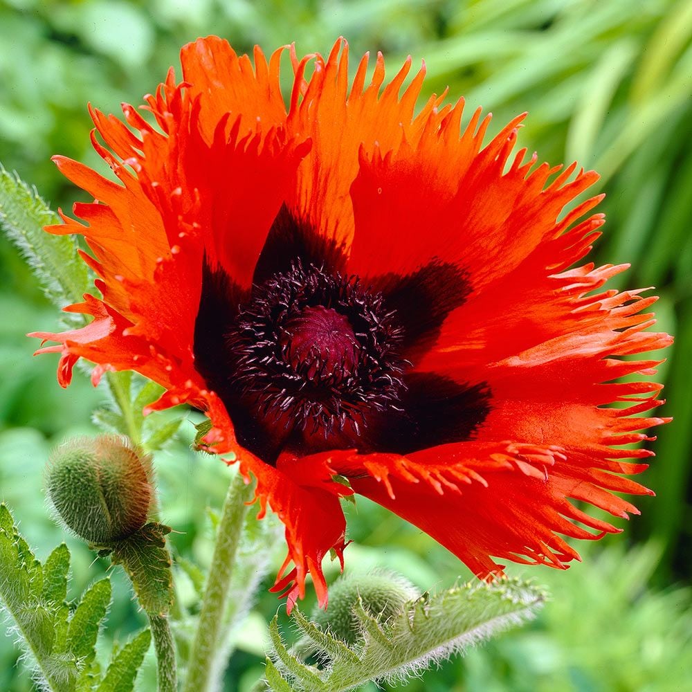 Papaver orientale 'Curlilocks'