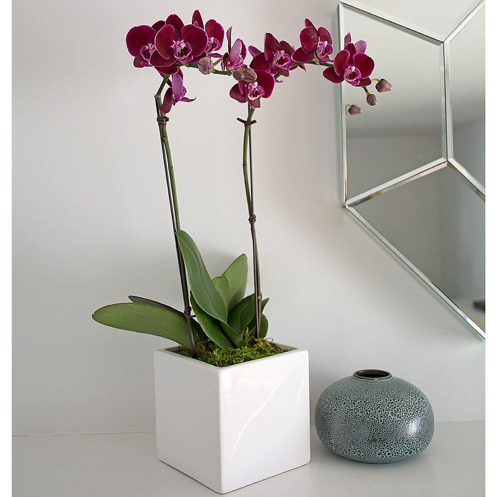 Burgundy Compact Moth Orchids in 5" ceramic cachepot