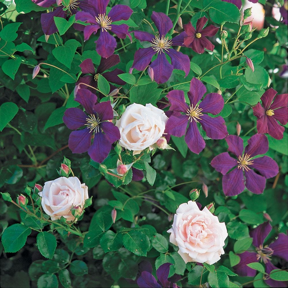 Dawn and Dusk Rose & Clematis Collection
