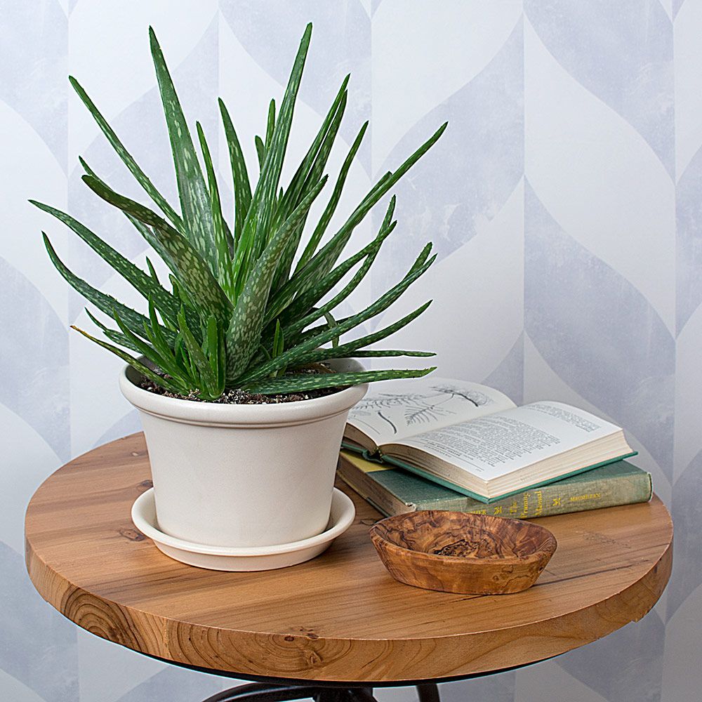 Aloe vera in glazed white clay pot White Flower Farm